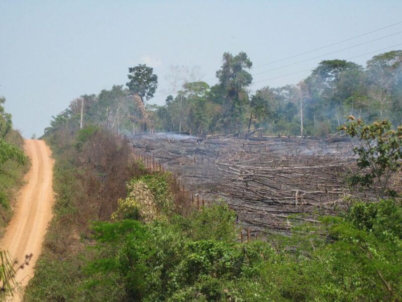 Mellan 2002 och 2016 brändes i genomsnitt 423 miljoner hektar mark i världen, enligt FN:s miljöprogram.