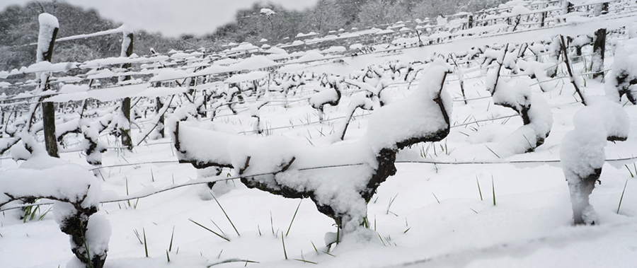 Vingård täckt av snö i Poleymieux au Mont d'or, utanför Lyon, centrala Frankrike,  2 april 2022.