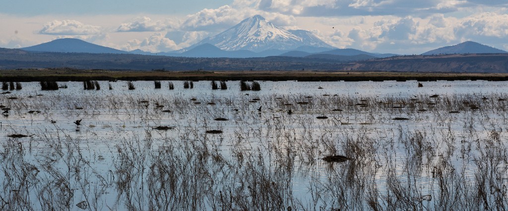 Uppskattningsvis en procent av världens befintliga våtmarker försvinner årligen, konstaterar rapportförfattarna i Science.