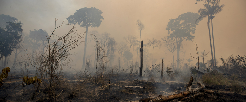 Avskogningen av Brasiliens regnskog är "inte bara en katastrof för Brasilien, utan för världen", säger SOS Mata Atlanticas talesperson Luís Guedes Pinto.