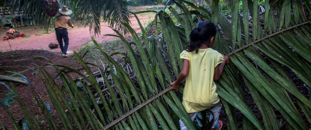 Palmoljan är en av Indonesiens viktigaste ekonomiska exportvaror.