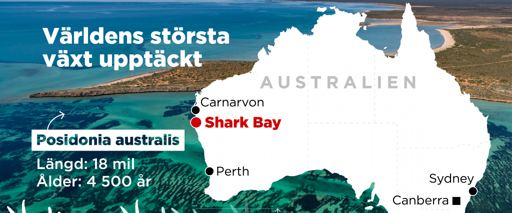 Världens största levande organism har upptäckts i Shark Bay på Australiens västkust.