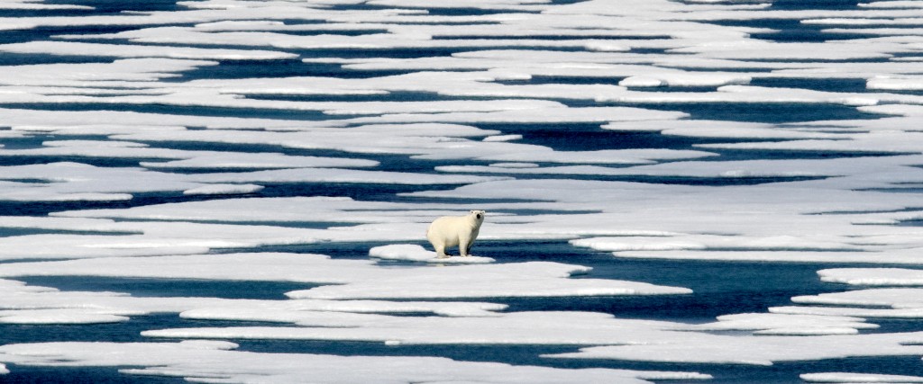 En isbjörn i kanadensiska Arktis som bebos av ursprungsfolk vars seder, kulturer och överlevnadsförmåga i mångt och mycket står och faller med isens fortsatta existens.