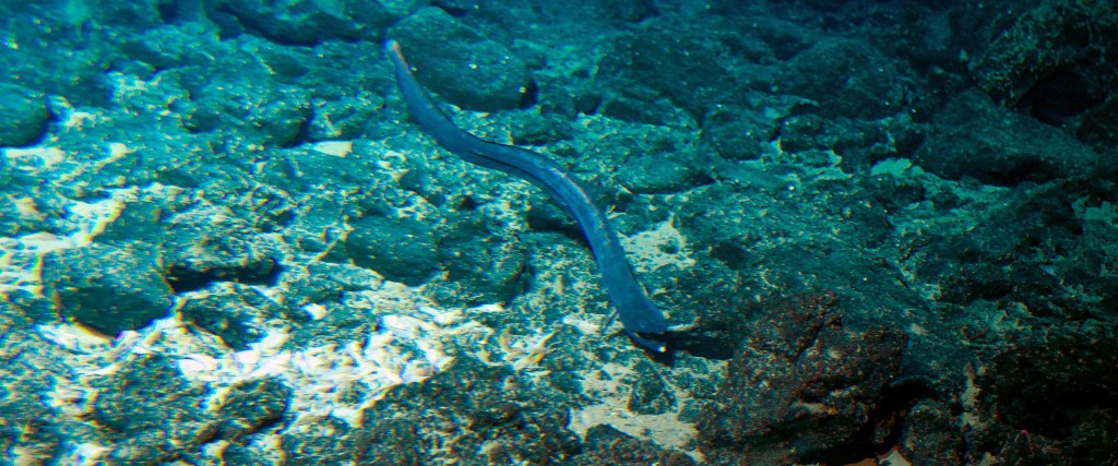 En ål simmar utanför Hawaiis kust.