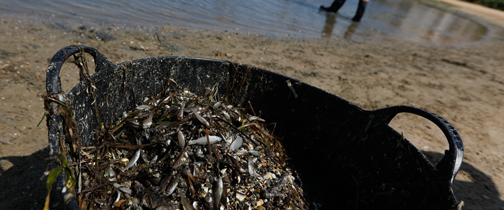 Död fisk samlas upp i Mar Menor, en omtyckt lagun längs Medelhavskusten i Múrcia, Spanien.