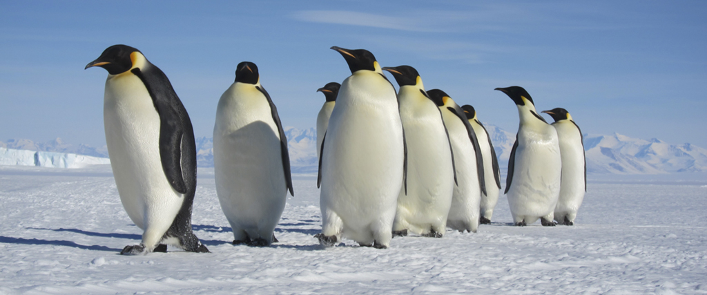 Ikoniska arter, som kejsarpingviner, riskerar att dö ut.