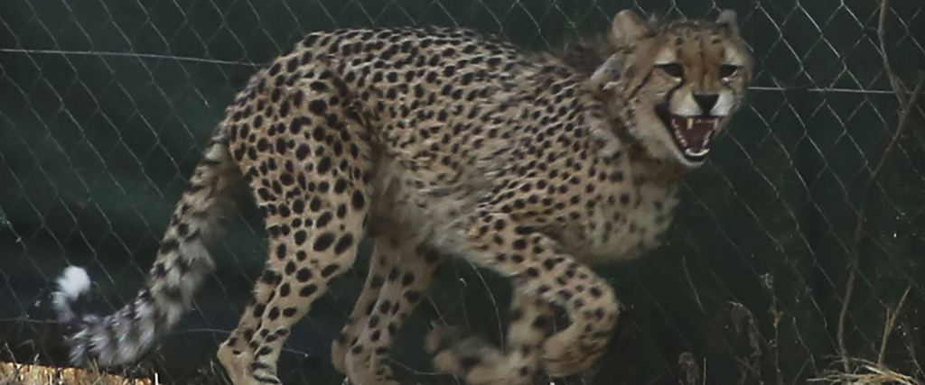 En av geparderna som flögs till Kuno National Park i Indien.