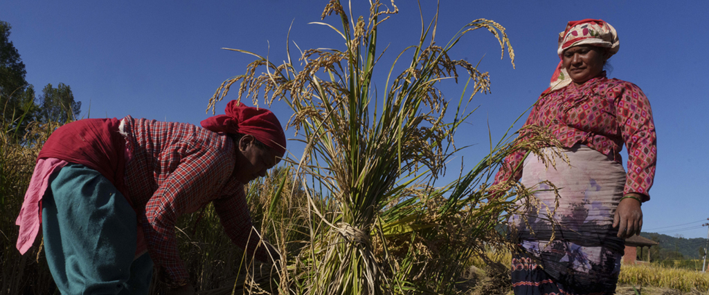 Kvinnor skördar ris i Bhaktapur, Nepal, måndagen den 17 oktober 2022.