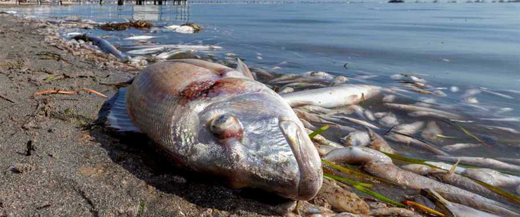 Fiskdöd i Mar Menor.