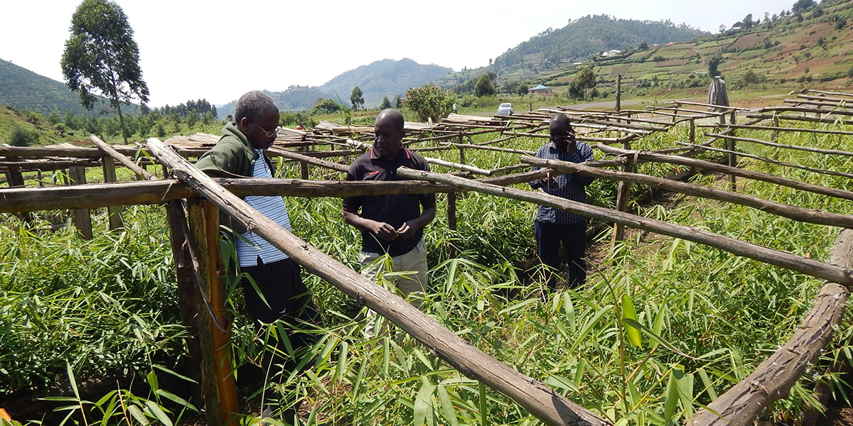 En bambu-plantskola i Uganda.
