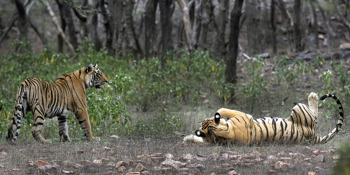 Tigrar i Ranthambore nationalpark i Sawai Madhopur, Indien.