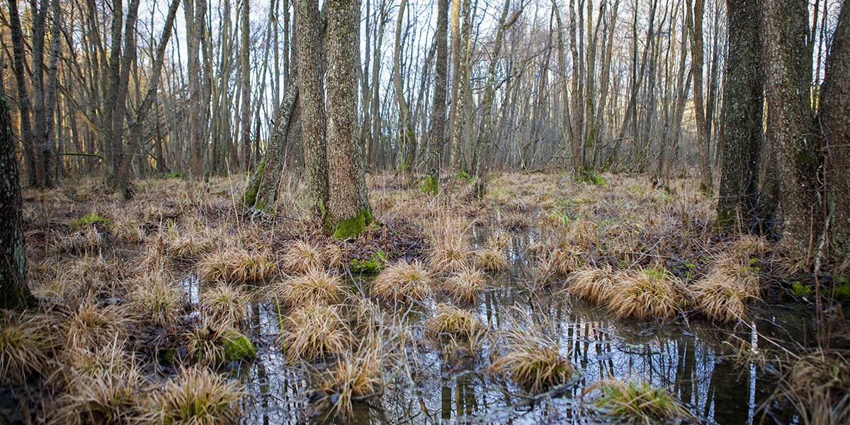 När våtmarker restaureras eller anläggs behöver vi ta hänsyn till vilka arter som kommer att trivas där.