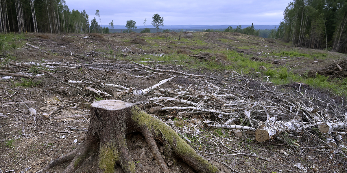 EU-parlamentet har antagit en lag om naturrestaurering för att återställa skadade ekosystem, inklusive skogar, våtmarker och hav.