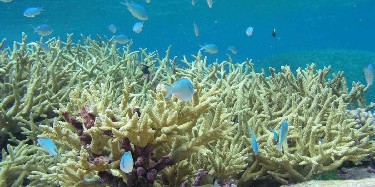 Mänsklig aktivitet och klimatförändringar ökar mängden koldioxid i havet, vilket skadar korallreven och det marina livet.