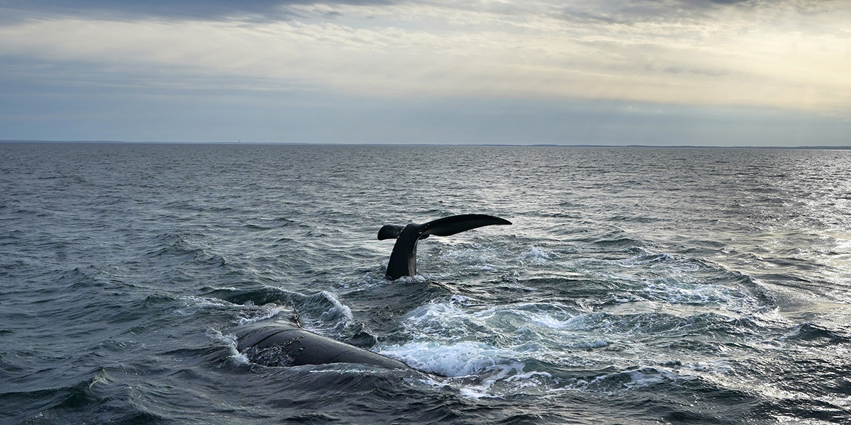 Ett par nordatlantiska rätvalar interagerar vid ytan av Cape Cod Bay, USA, 27 mars 2023.