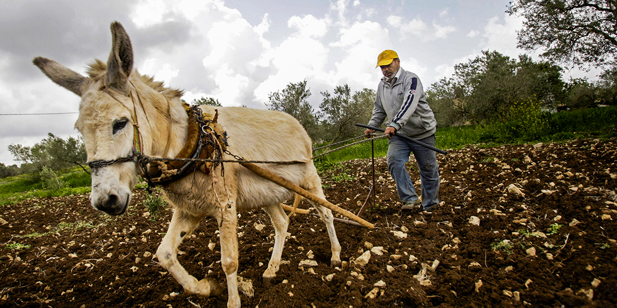 En palestinsk bonde plöjer ett olivfält i byn Tourah nära staden Jenin på Västbanken.