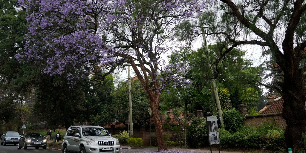 Ett jakarandaträd blommar i Kenyas huvudstad Nairobi.