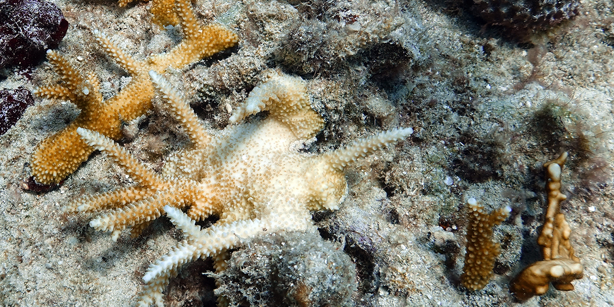 Hotat korallrev nära Key Biscayne, Florida.