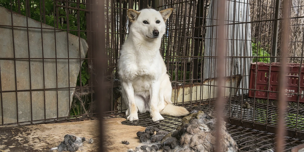 En hund inlåst i en bur på en hundköttsfarm i Hongseong, Sydkorea, maj 2020.