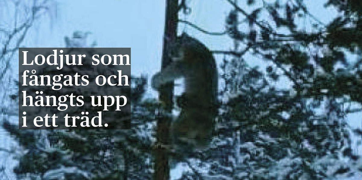 Ett lodjur som fångats och hängts upp i ett träd.