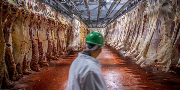 man tittar ut över slaktade kor