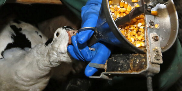 Tvångsmatning av gås för att få en förstorad lever