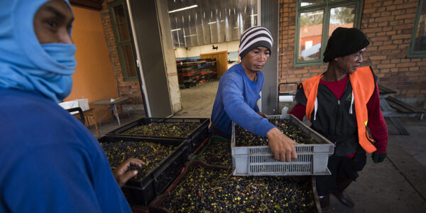 Thailändska bärplockare