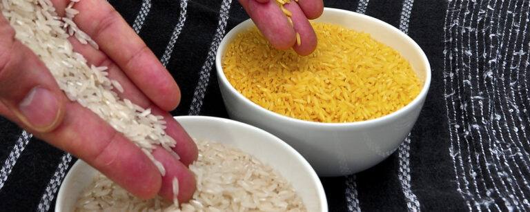 Golden rice och vitt ris