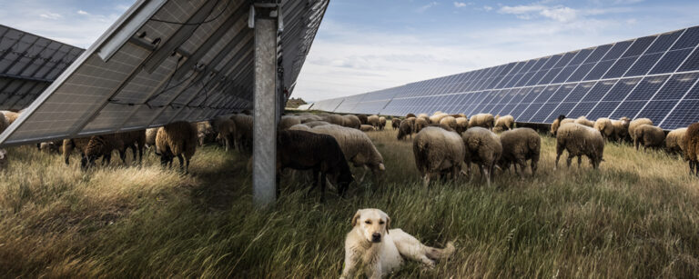 får betar under solceller