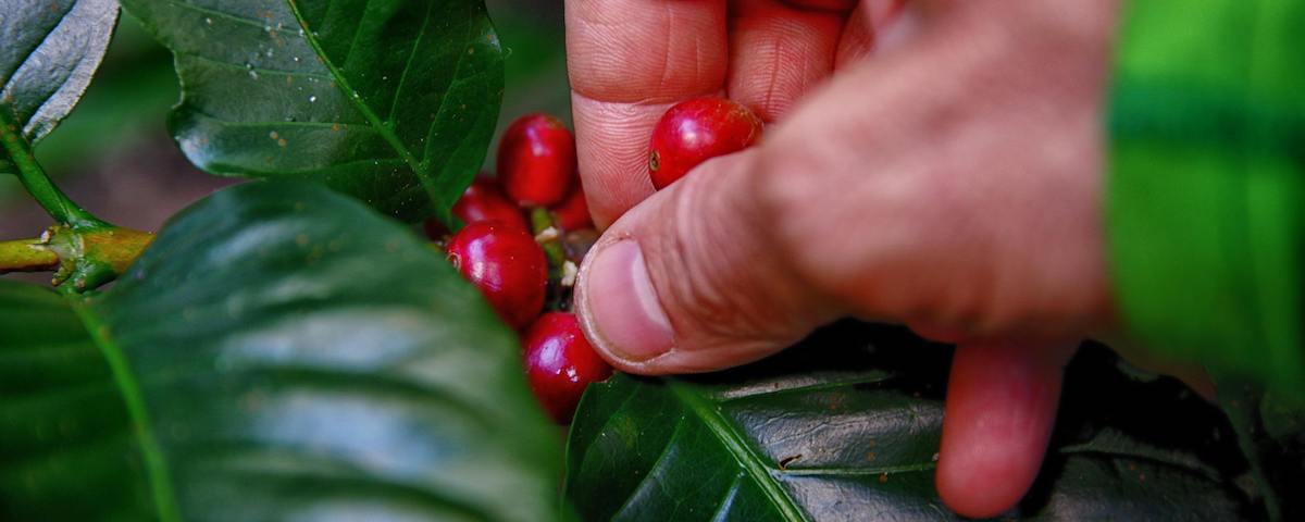 60 procent av världens kaffebuskar hotas av klimatförändringar, avskogning, växtsjukdomar och skadedjur.