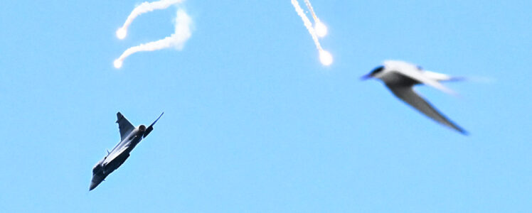 Flygplan och silvertärna