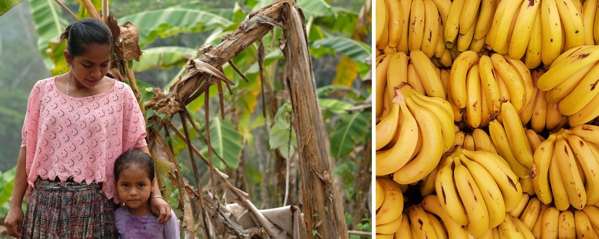 Bananodlaren Amelia med dottern Yakelin framför en döende bananplanta.