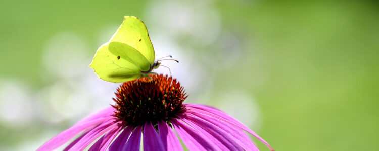 Citronfjäril på en blomma