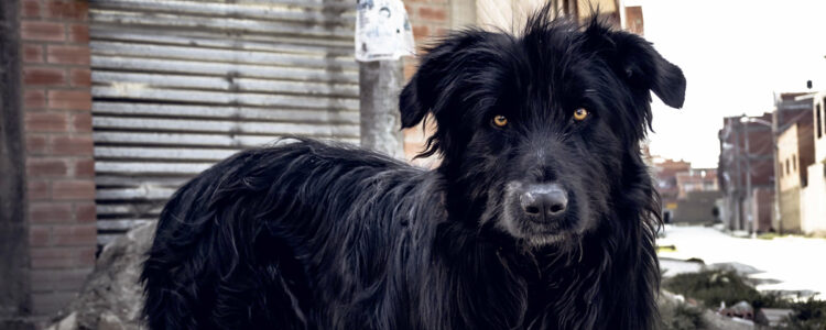 En hund tittar i kameran