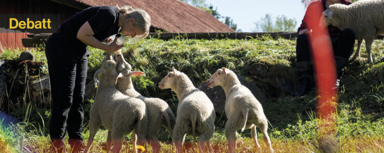 kvinna med får