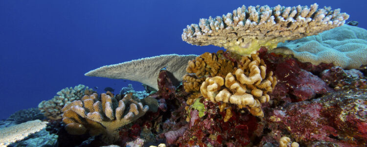 koraller i havet