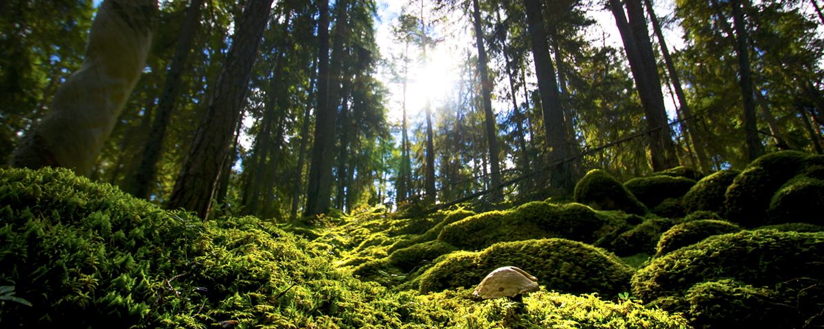 urskog