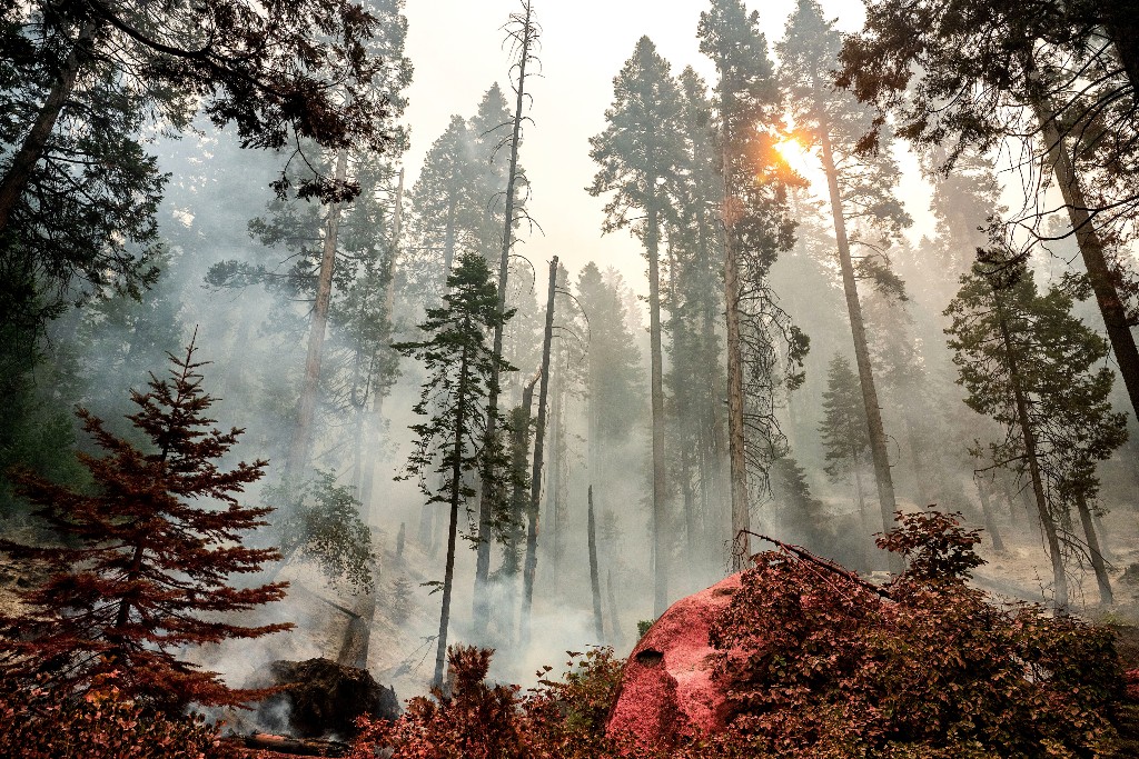 Skogsbrand i barrskog.