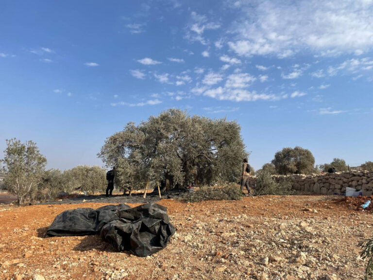 Olivskörd i Palestina.