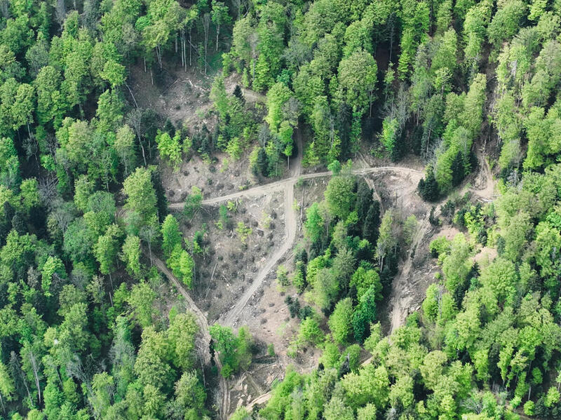 Flygfoto över skog i Rumänien.